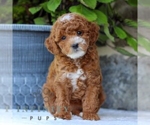 Goldendoodle (Miniature) Puppy for sale in EAST EARL, PA, USA