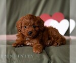 Small #4 Cavapoo (Miniature)