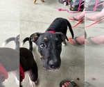 Small #3 Mountain Cur Mix