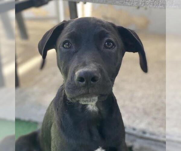Medium Photo #6 Labrador Retriever-Unknown Mix Puppy For Sale in San Diego, CA, USA