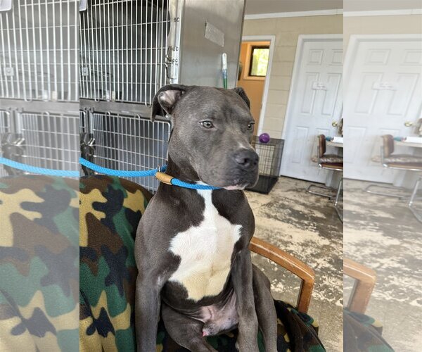Medium Photo #2 American Pit Bull Terrier-Unknown Mix Puppy For Sale in Albemarle, NC, USA