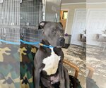 Small #1 American Pit Bull Terrier Mix