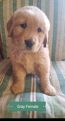 Golden Retriever Puppy for sale in CONCORDIA, MO, USA