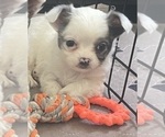 Puppy Pixie Chihuahua