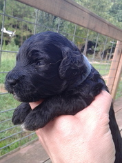 Goldendoodle (Miniature) Puppy for sale in HONEA PATH, SC, USA
