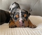 Small Photo #2 Bulldog Puppy For Sale in EASTVALE, CA, USA