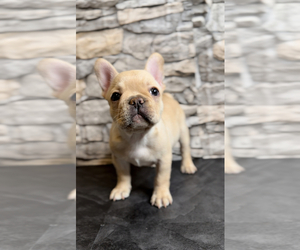 French Bulldog Puppy for Sale in BRYAN, Texas USA