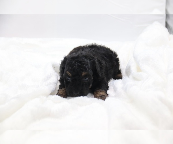 Medium Photo #61 Cockapoo Puppy For Sale in RIPLEY, TN, USA