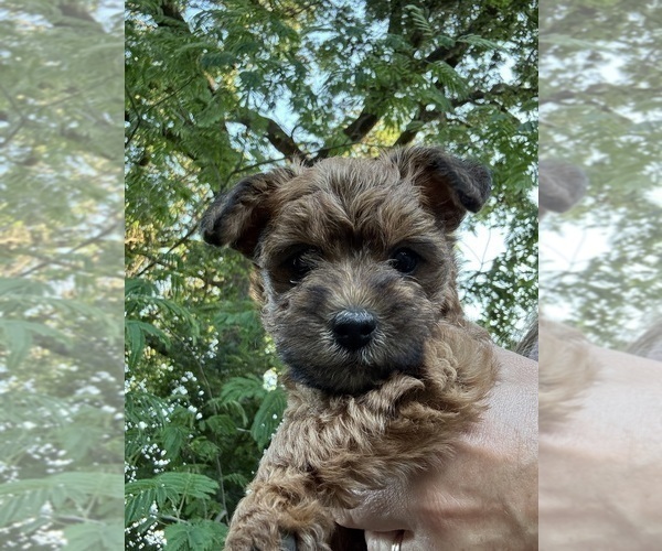 Medium Photo #11 Poocan Puppy For Sale in FAIR OAKS, CA, USA