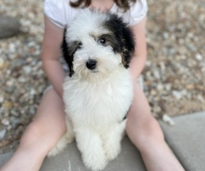 Miniature Bernedoodle Puppy for sale in SURPRISE, AZ, USA