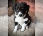 Small Photo #1 Australian Shepherd Puppy For Sale in BATTLE CREEK, MI, USA