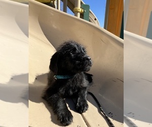 Labradoodle Puppy for sale in DAVENPORT, IA, USA
