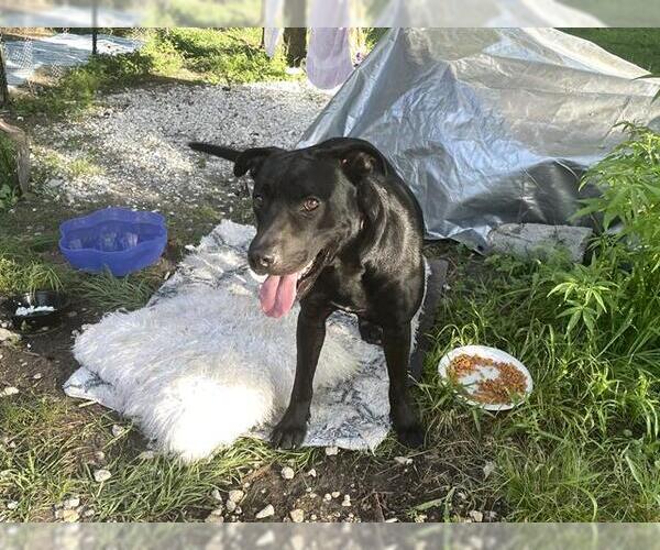Medium Photo #1 Labrador Retriever Puppy For Sale in Houston, TX, USA