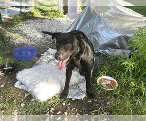 Labrador Retriever Dogs for adoption in Houston, TX, USA