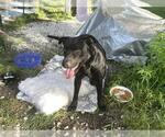 Small Labrador Retriever