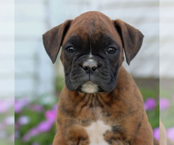 Medium Photo #1 Boxer Puppy For Sale in GORDONVILLE, PA, USA