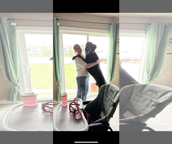 Medium Photo #3 Great Dane Puppy For Sale in MIDWAY, UT, USA