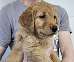 Small Photo #16 Golden Retriever Puppy For Sale in EARLHAM, IA, USA