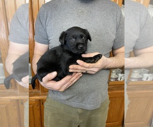 Golden Labrador Puppy for sale in WEAVERVILLE, NC, USA