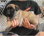 Small Photo #2 Dutch Shepherd Dog Puppy For Sale in LEANDER, TX, USA