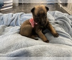 Small Photo #151 Belgian Malinois Puppy For Sale in REESEVILLE, WI, USA