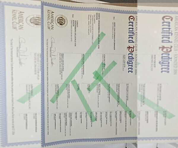 Medium Photo #10 German Shepherd Dog Puppy For Sale in DYERSBURG, TN, USA