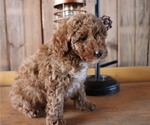 Small #4 Poodle (Toy)