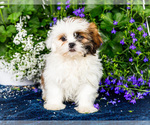 Small #7 Shih Tzu