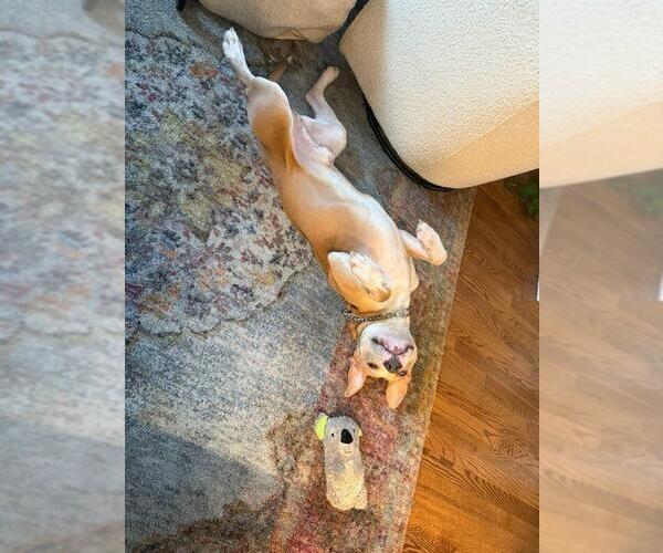 Medium Photo #9 Mutt Puppy For Sale in Crete, IL, USA