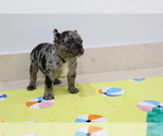 Puppy 4 French Bulldog