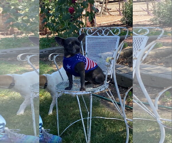 Medium Photo #4 French Bulldog-Unknown Mix Puppy For Sale in Lindsay, CA, USA