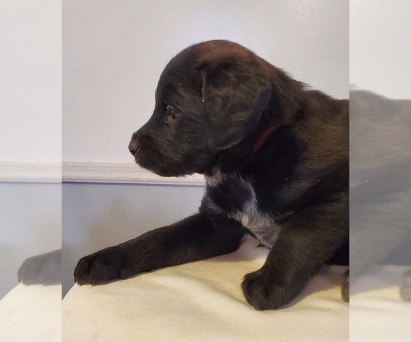 Medium Photo #2 Cattle Doodle Puppy For Sale in ATHENS TOWNSHIP, PA, USA