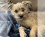 Small Photo #2 Mutt Puppy For Sale in Corona, CA, USA