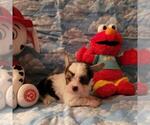 Small Photo #1 Biewer Terrier Puppy For Sale in PHILA, PA, USA