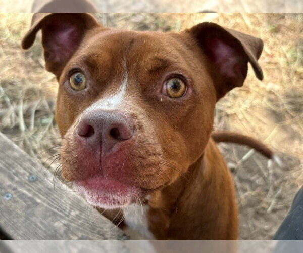 Medium Photo #2 Mutt Puppy For Sale in Tulsa, OK, USA