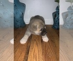 Small Photo #2 Akita Puppy For Sale in UNION CITY, GA, USA