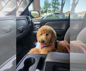 Golden Retriever-Goldendoodle Mix Puppy for sale in SNELLVILLE, GA, USA