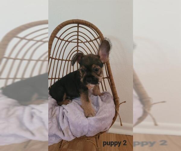 Medium Photo #1 Miniature Schnauzer-Unknown Mix Puppy For Sale in San Antonio, TX, USA