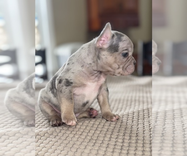 Medium Photo #9 French Bulldog Puppy For Sale in HILTON, NY, USA