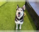 Small #1 Siberian Husky