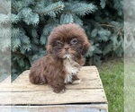 Lucy - Female Shih Tzu Puppy for Sale - Photo #4