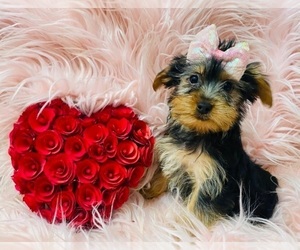 Yorkshire Terrier Puppy for sale in INDIANAPOLIS, IN, USA