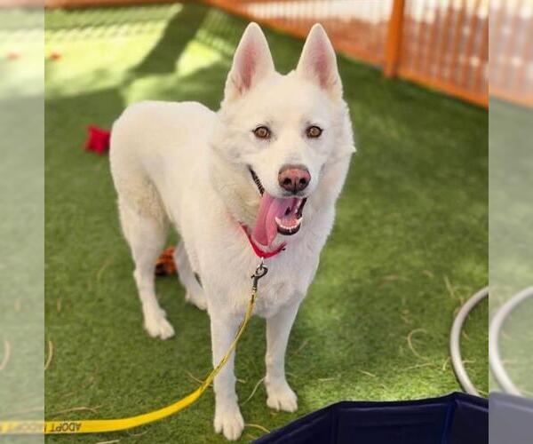 Medium Photo #1 Siberian Husky-Unknown Mix Puppy For Sale in Las Vegas, NV, USA