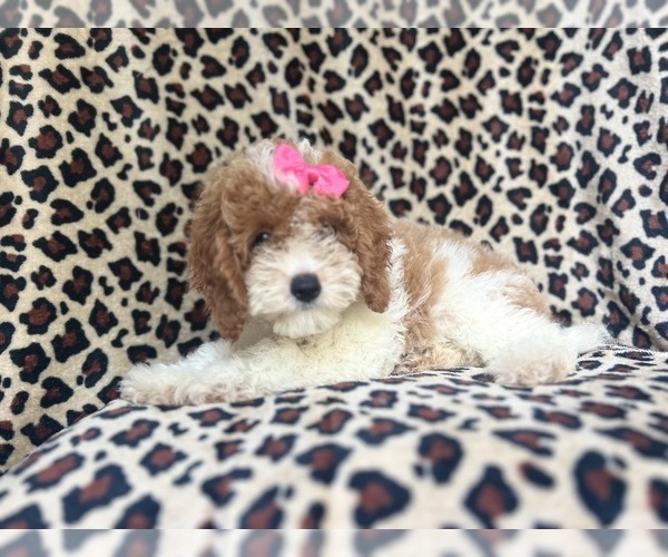 Medium Photo #9 Cock-A-Poo Puppy For Sale in LAKELAND, FL, USA