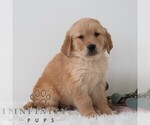 Small #5 Golden Retriever