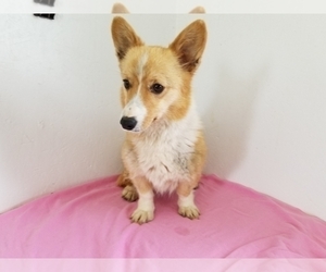 Mother of the Pembroke Welsh Corgi puppies born on 10/31/2019