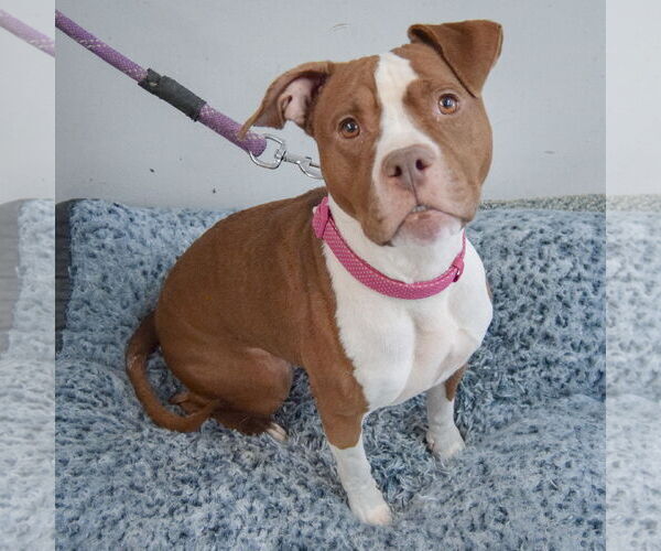 Medium Photo #5 American Staffordshire Terrier-Boxer Mix Puppy For Sale in Huntley, IL, USA