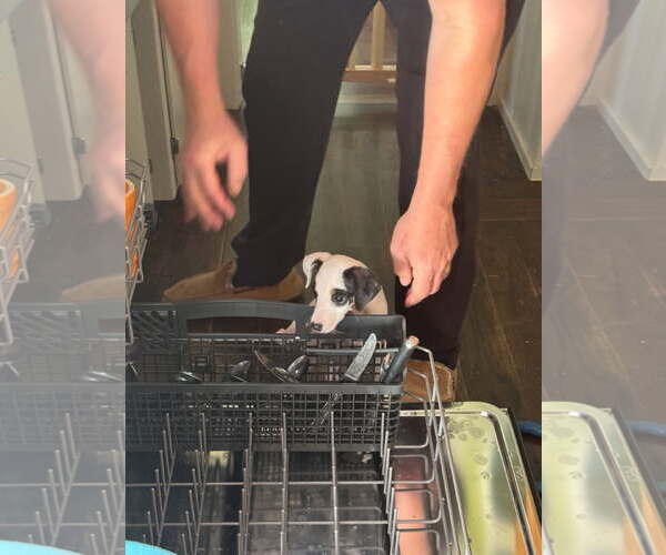 Medium Photo #2 Rat-Cha Puppy For Sale in Davis, CA, USA