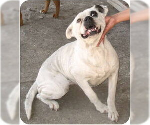 Blanca - Female Mutt Dog for Adoption - Photo #3