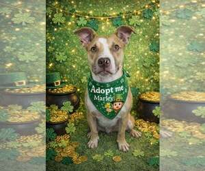 Marley - Male Mutt Dog for Adoption - Photo #5